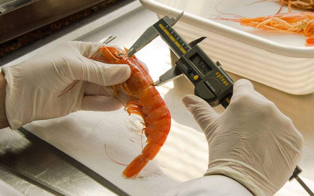 Campaña de relevamiento del INIDEP sobre el langostino en aguas patagónicas