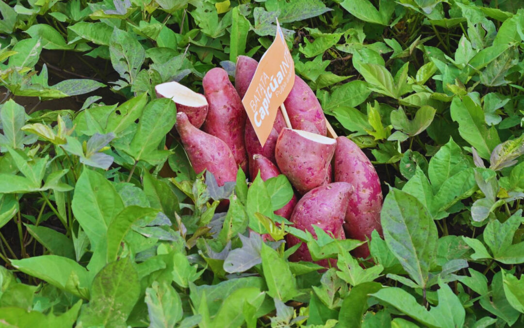 Batata de Calidad: INTA y Francisco Manresa SA Impulsan Innovación y Producción Sostenible