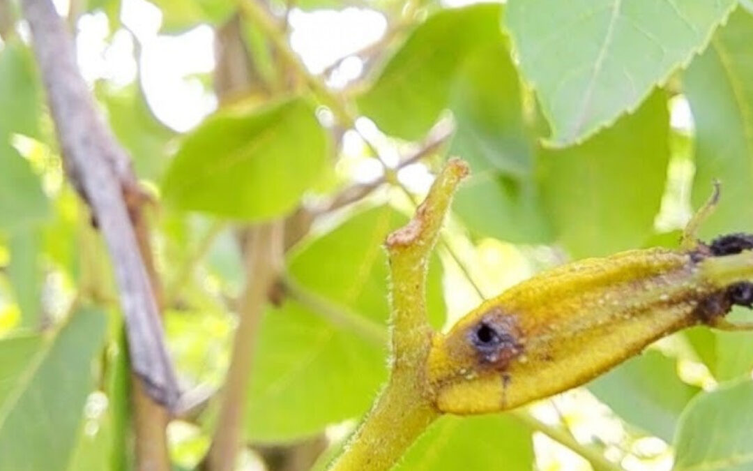 Pecán: INTA Famaillá combate plagas de lepidópteros en NOA y Delta para mejorar rendimientos