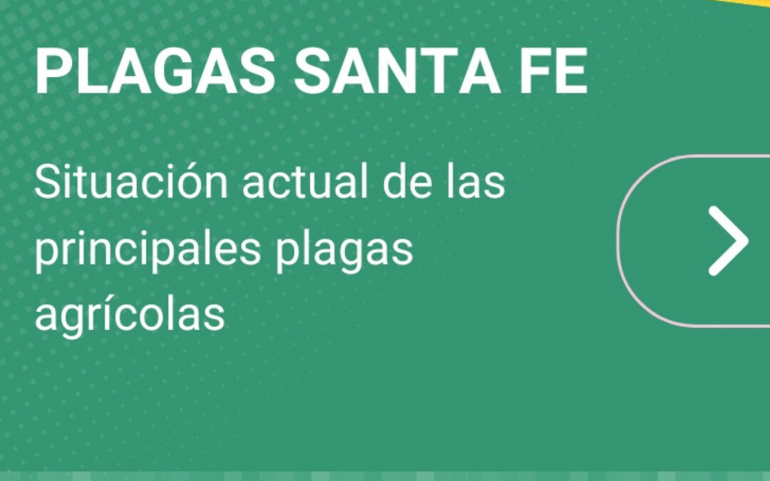 Plagas en Maiz y Soja: Alertas y Monitoreo Crucial (Marzo 2025)