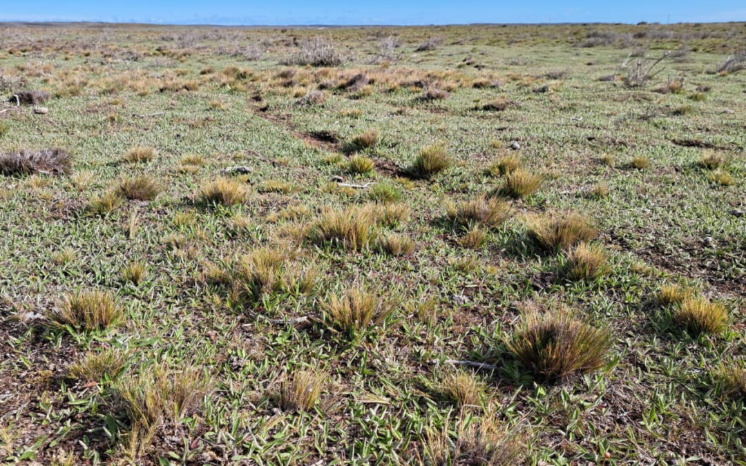 Herramienta INTA: Información clave para la ganadería sostenible en Patagonia