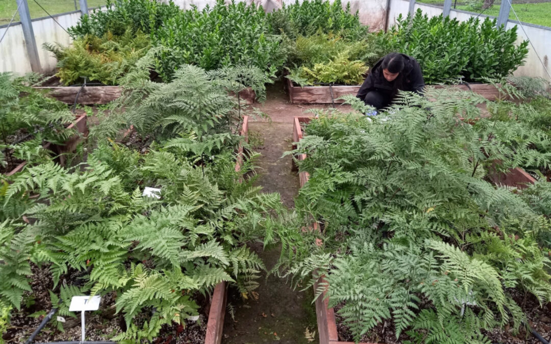 Follaje de corte: Rumohra y Ruscus, alternativas sustentables para floricultores del NOA