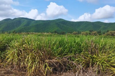Cultivos de Servicio: La Clave para Recuperar el Suelo y Aumentar el Carbono en el Valle de Lerma. INTA y CONICET Revelan Impacto.