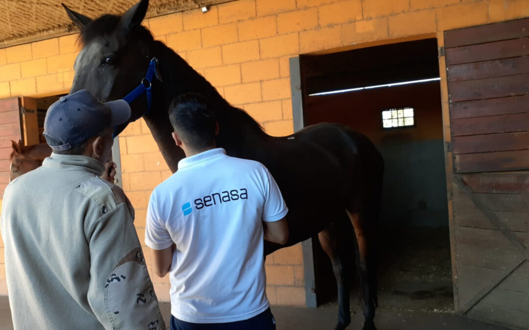 AIE en San Luis: Senasa Actúa Tras Detectar Caso y Refuerza Controles Sanitarios en Equinos