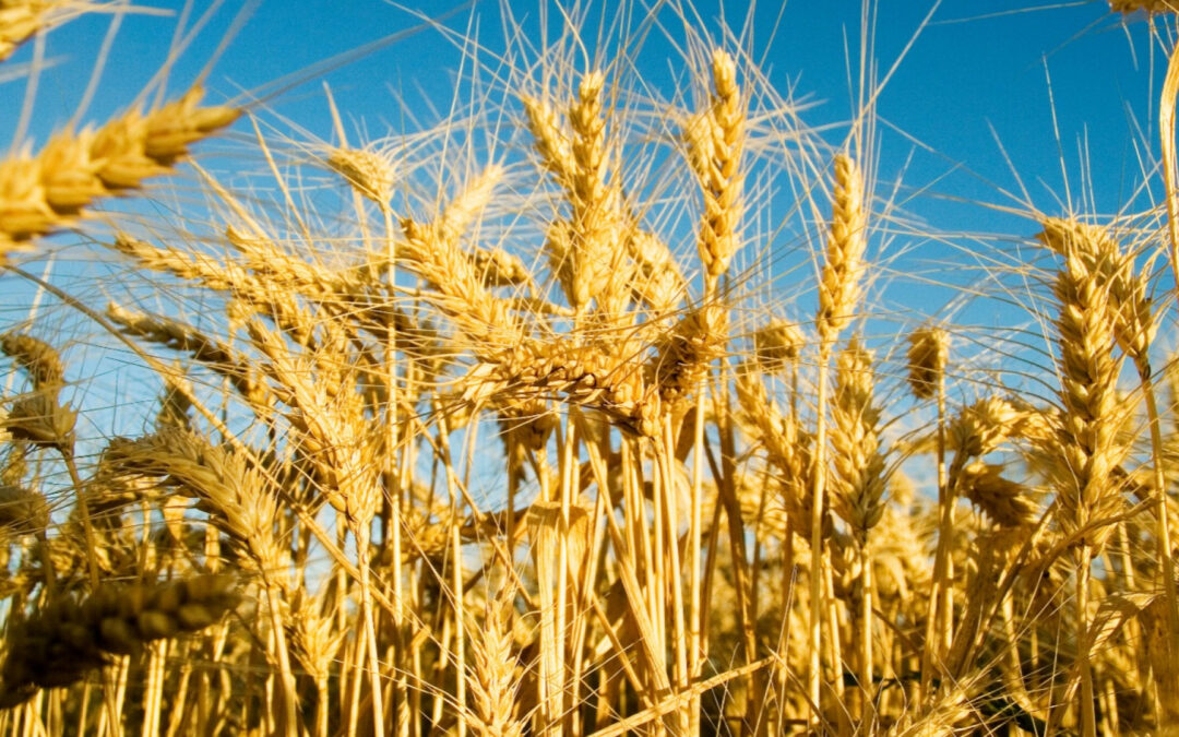 Senasa Simplifica el Registro de Fertilizantes: Menos Burocracia, Más Calidad Agrícola