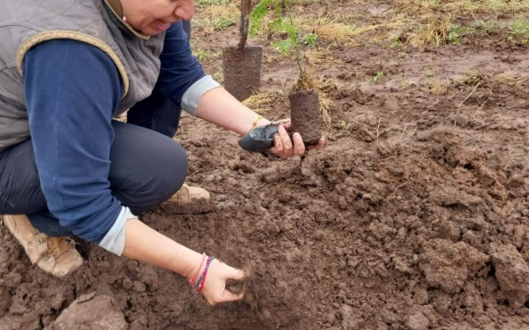 Reforestacion con algarrobo blanco en Quimili INTA impulsa bosques y alimentos